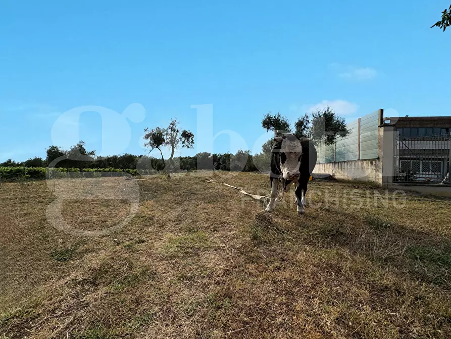 Immagine 12 di Azienda agricola in vendita  in LocalitÃ  Monticello a Pastorano
