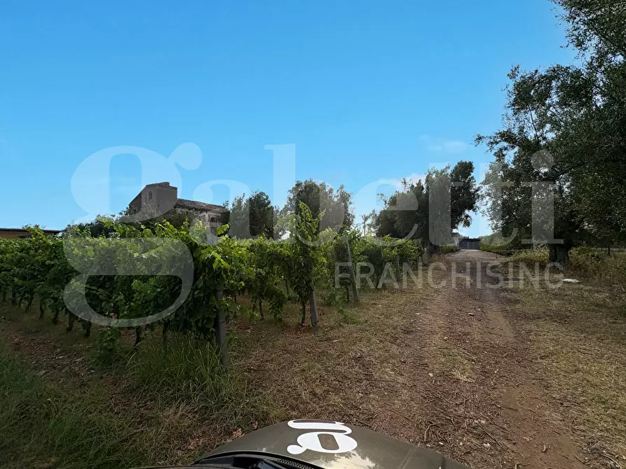 Immagine 23 di Azienda agricola in vendita  in LocalitÃ  Monticello a Pastorano