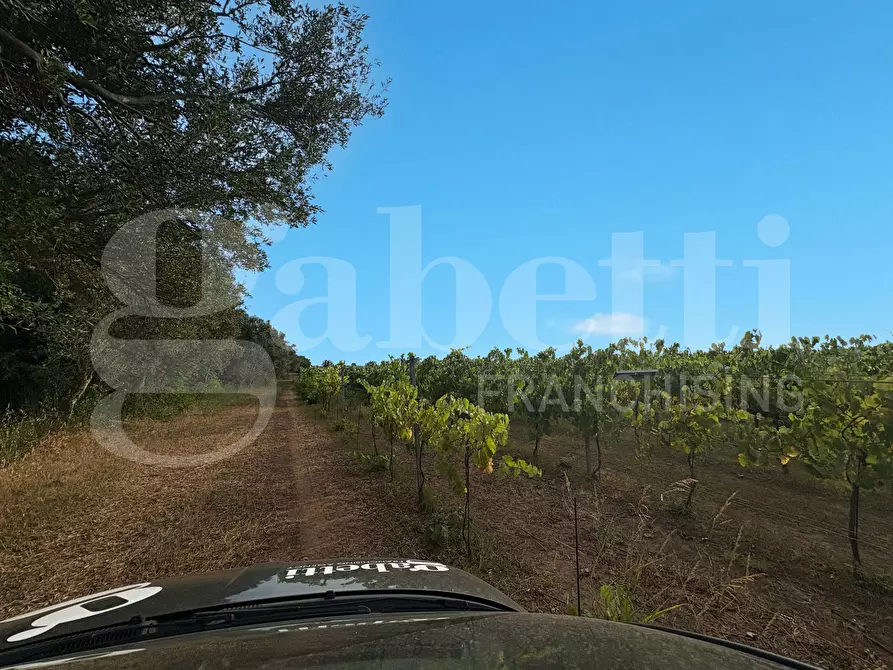 Immagine 21 di Azienda agricola in vendita  in LocalitÃ  Monticello a Pastorano
