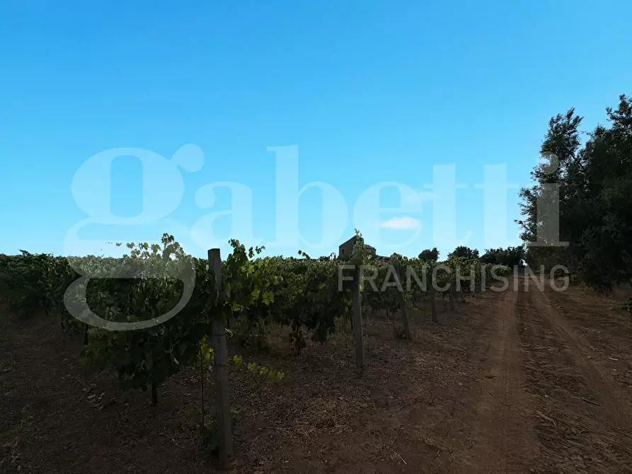 Immagine 22 di Azienda agricola in vendita  in LocalitÃ  Monticello a Pastorano