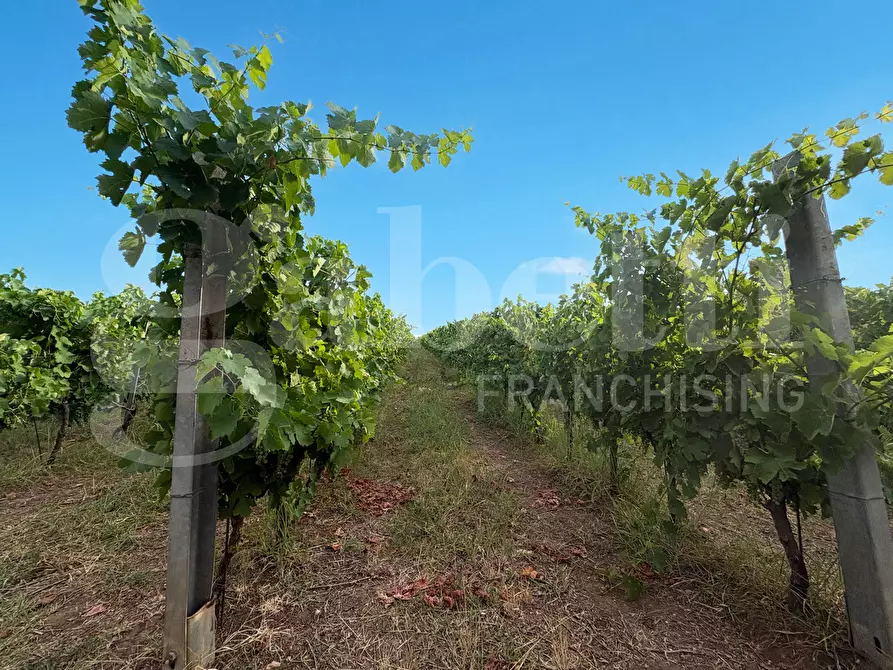 Immagine 20 di Azienda agricola in vendita  in LocalitÃ  Monticello a Pastorano