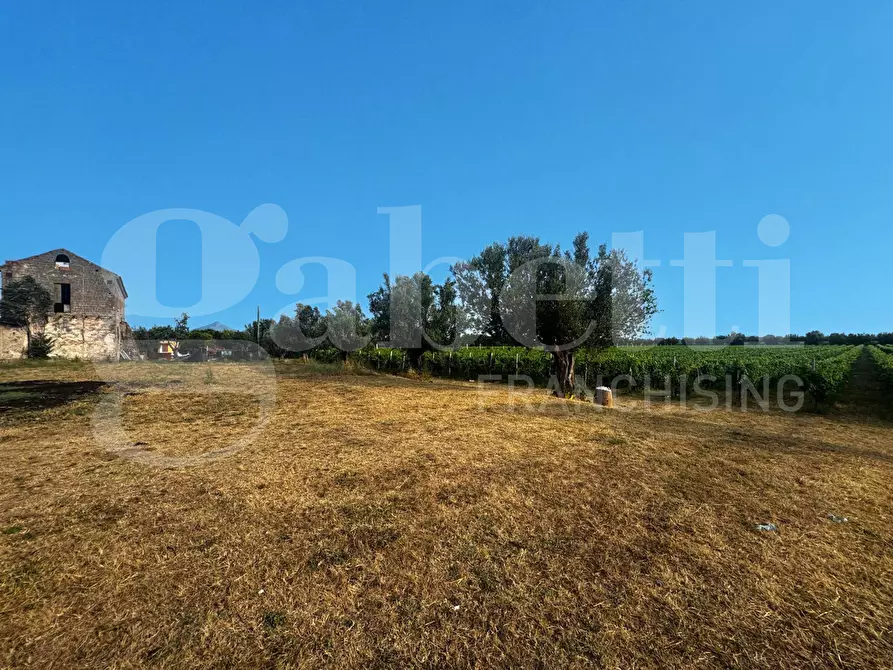 Immagine 4 di Azienda agricola in vendita  in LocalitÃ  Monticello a Pastorano