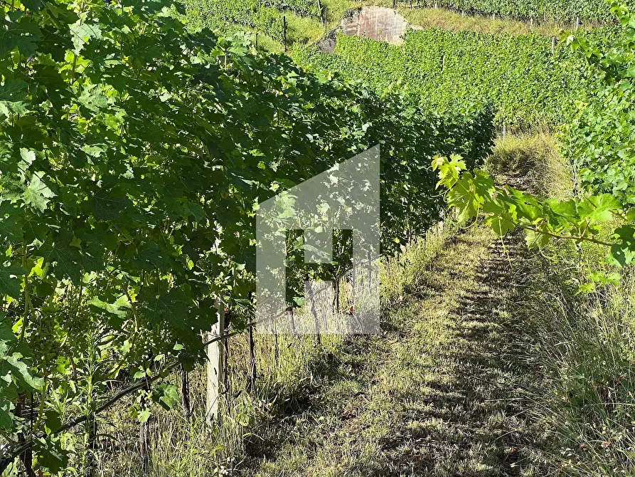 Immagine 8 di Terreno agricolo in vendita  a Caldaro Sulla Strada Del Vino .Kaltern An De.