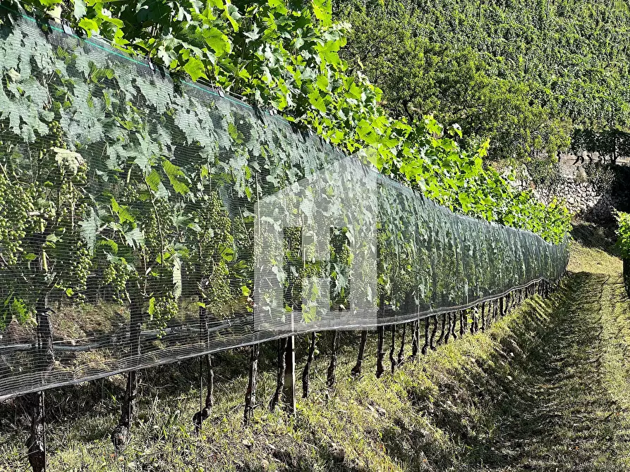 Immagine 7 di Terreno agricolo in vendita  a Caldaro Sulla Strada Del Vino .Kaltern An De.