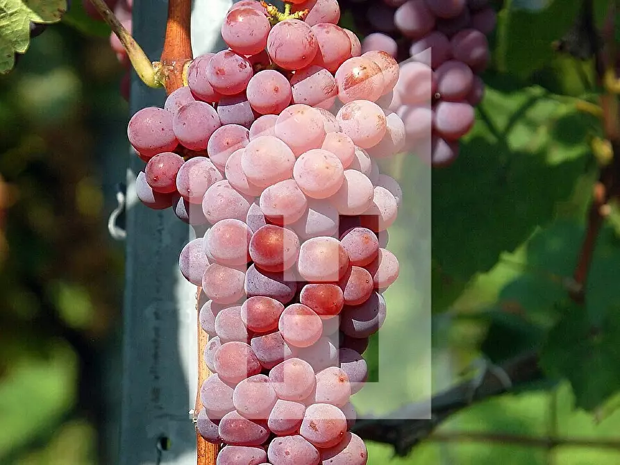 Immagine 1 di Terreno agricolo in vendita  a Termeno Sulla Strada Del Vino .Tramin An Der.