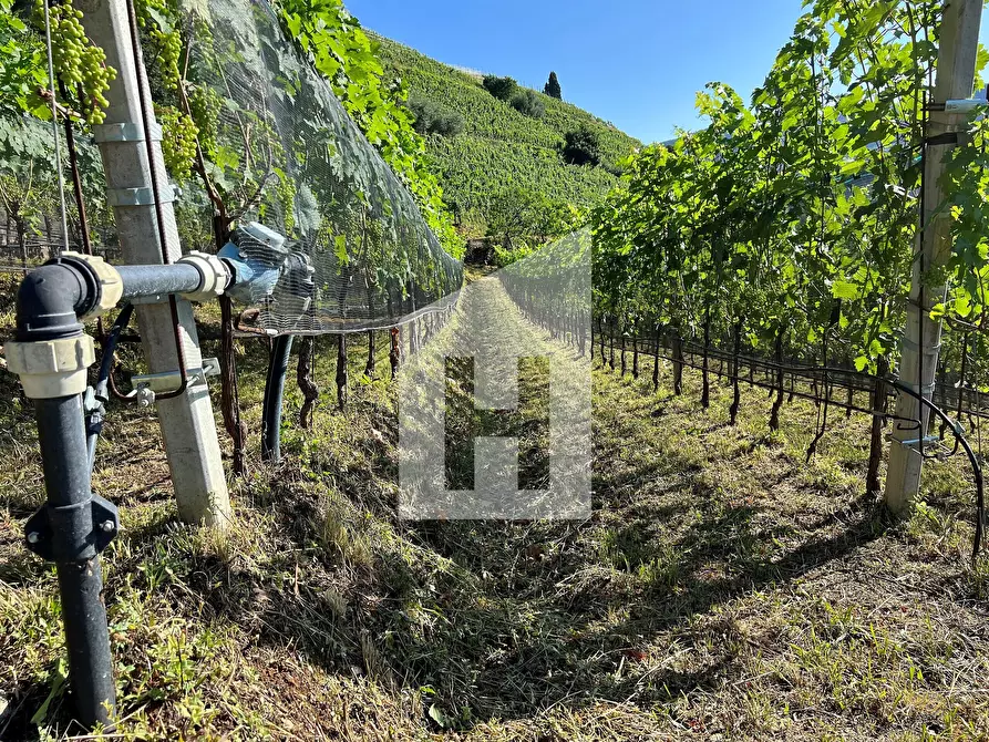 Immagine 5 di Terreno agricolo in vendita  a Caldaro Sulla Strada Del Vino .Kaltern An De.