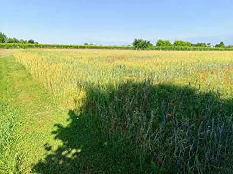 Immagine 2 di Terreno agricolo in vendita  a Gaiarine