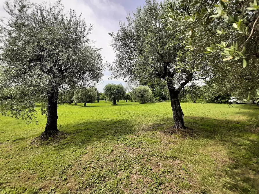 Immagine 13 di Terreno agricolo in vendita  in Via Benaco a San Felice Del Benaco