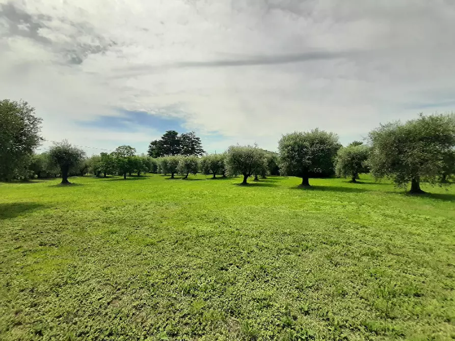 Immagine 19 di Terreno agricolo in vendita  in Via Benaco a San Felice Del Benaco