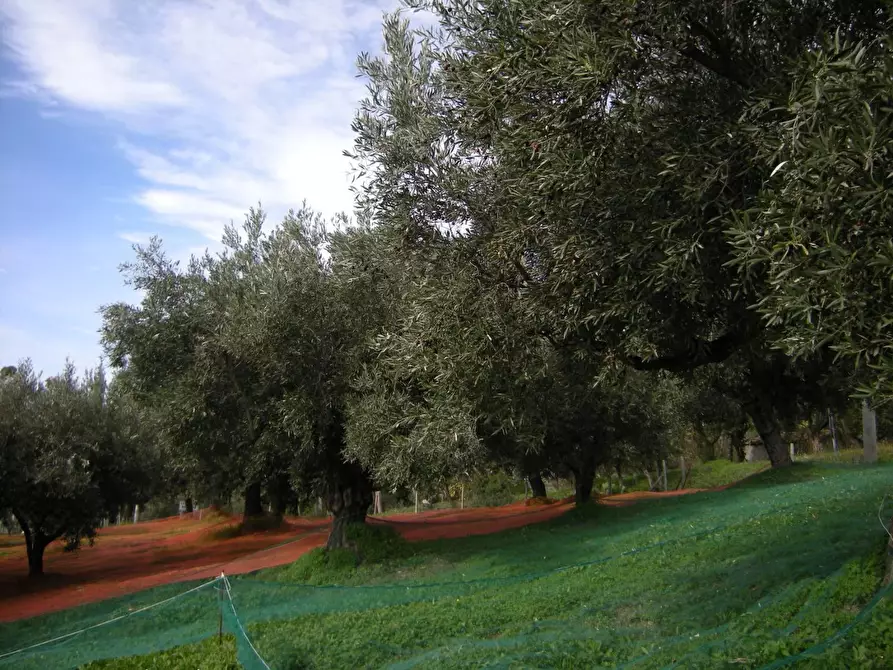 Immagine 10 di Terreno residenziale in vendita  in VIA madonna della scala a Falerna