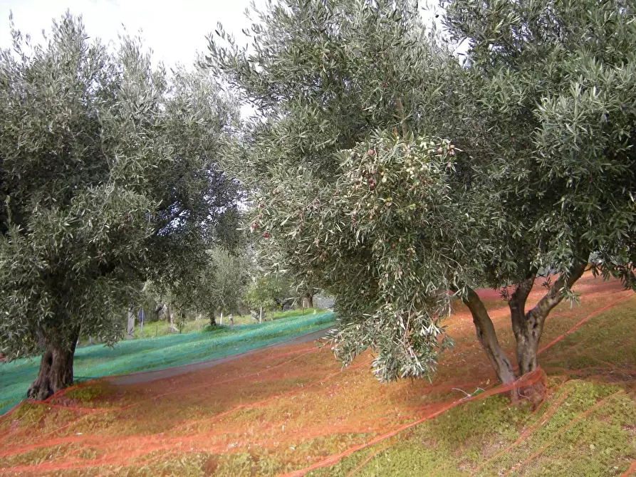 Immagine 11 di Terreno residenziale in vendita  in VIA madonna della scala a Falerna