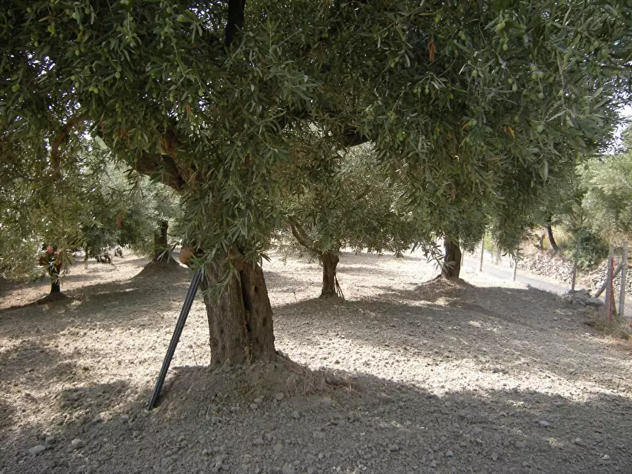 Immagine 8 di Terreno residenziale in vendita  in VIA madonna della scala a Falerna