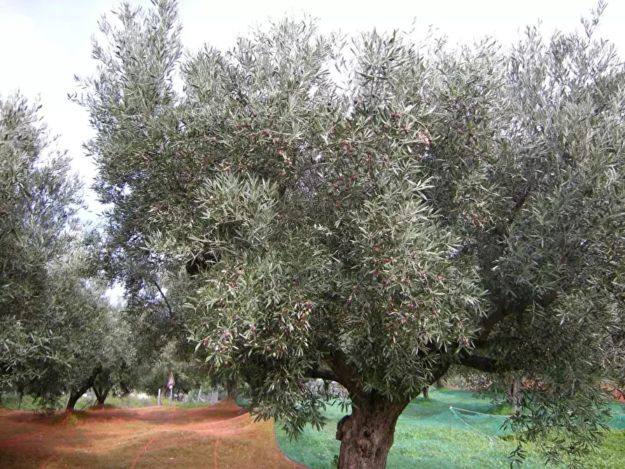 Immagine 9 di Terreno residenziale in vendita  in VIA madonna della scala a Falerna