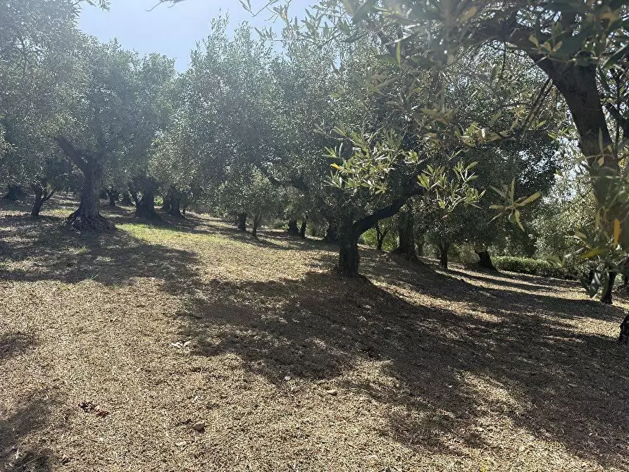 Immagine 13 di Terreno residenziale in vendita  in VIA madonna della scala a Falerna