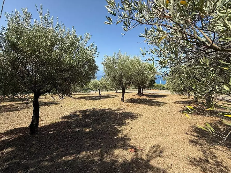 Immagine 15 di Terreno residenziale in vendita  in VIA madonna della scala a Falerna