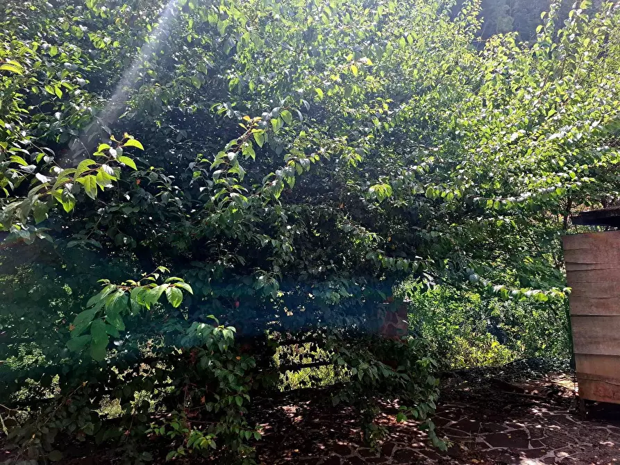 Immagine 22 di Terratetto in vendita  in VIA dei molini a Tagliacozzo