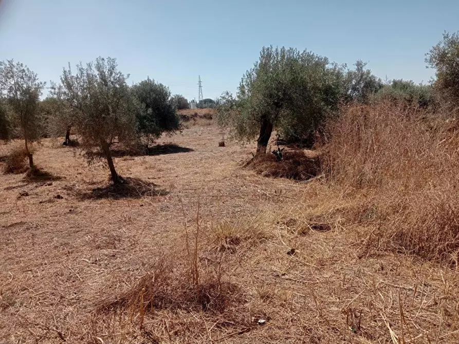 Immagine 5 di Terreno agricolo in vendita  in VIA camera a Belpasso