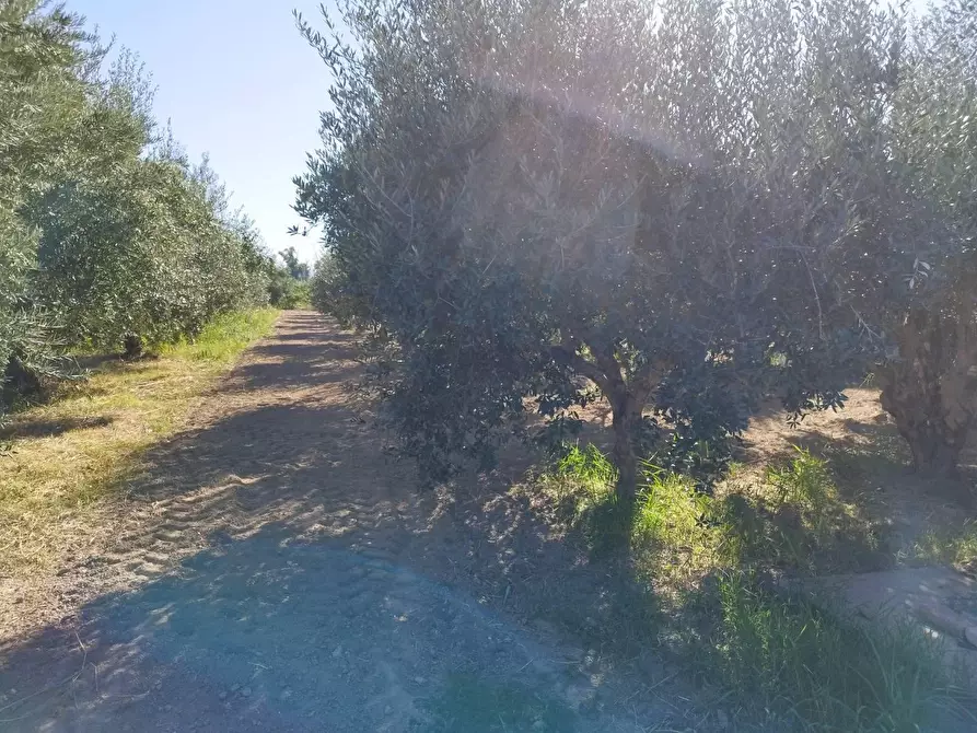 Immagine 30 di Casa indipendente in vendita  in CONTRADA da corsi a Cassano Allo Ionio