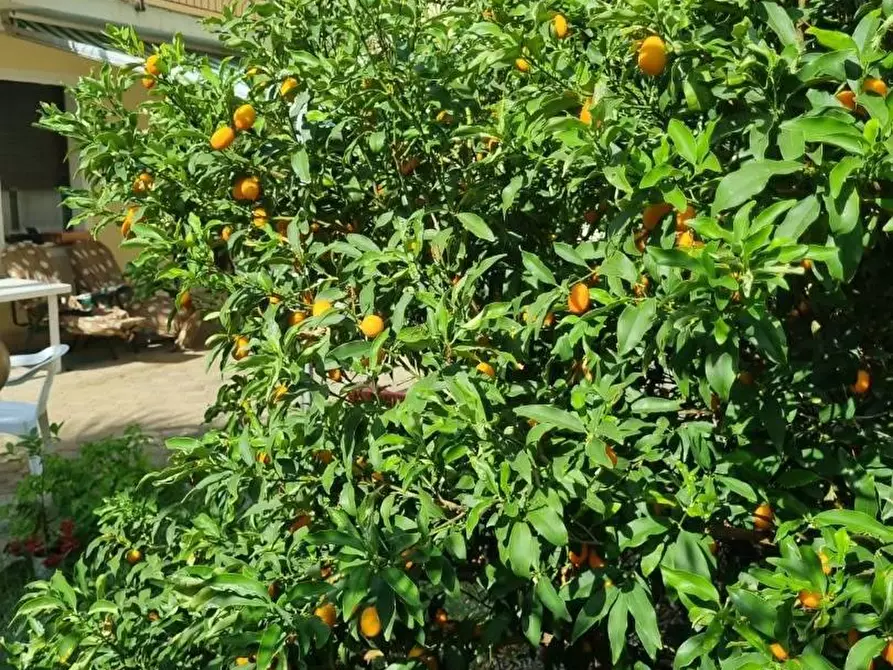 Immagine 16 di Villa in vendita  in VIA aldo moro a Falerna