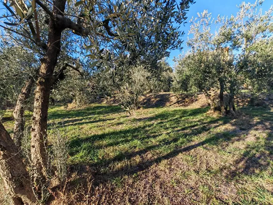 Immagine 7 di Terreno residenziale in vendita  in VIA fonte becci a Lucignano