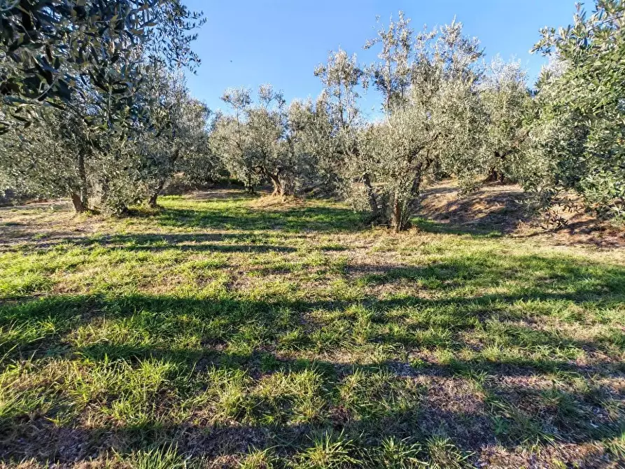 Immagine 1 di Terreno residenziale in vendita  in VIA fonte becci a Lucignano