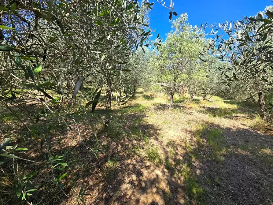 Immagine 20 di Casa trifamiliare in vendita  in LOCALITA'rigo a Monte San Savino