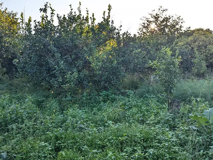Immagine 14 di Terreno agricolo in vendita  in VIA marchesana a Aci Sant'antonio