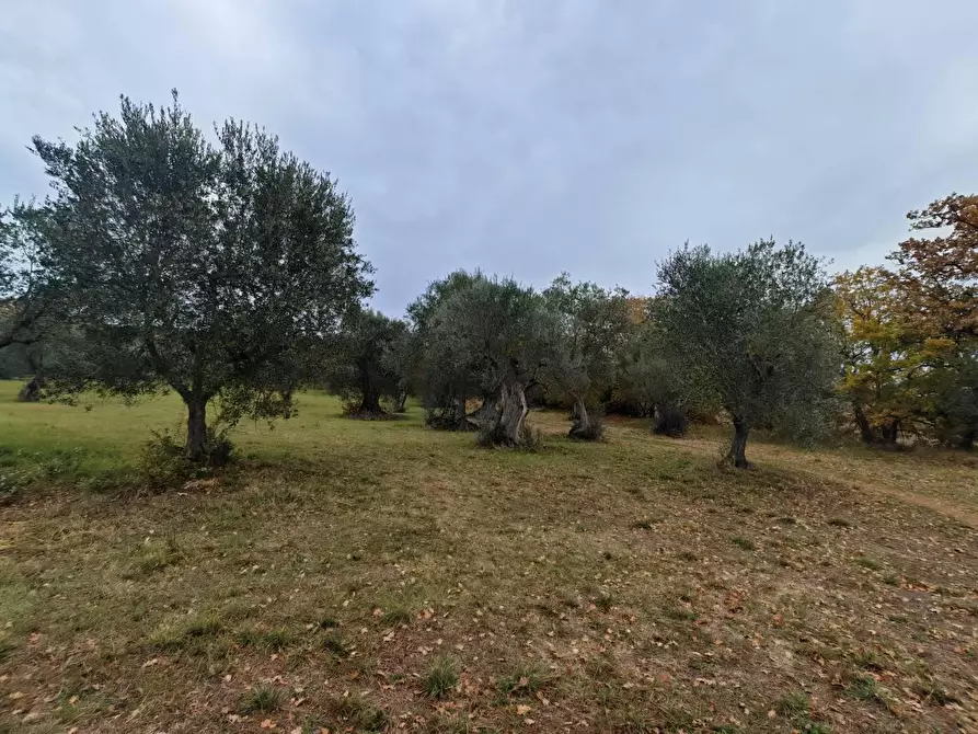 Immagine 16 di Rustico / casale in vendita  in VIA fonti a Pienza