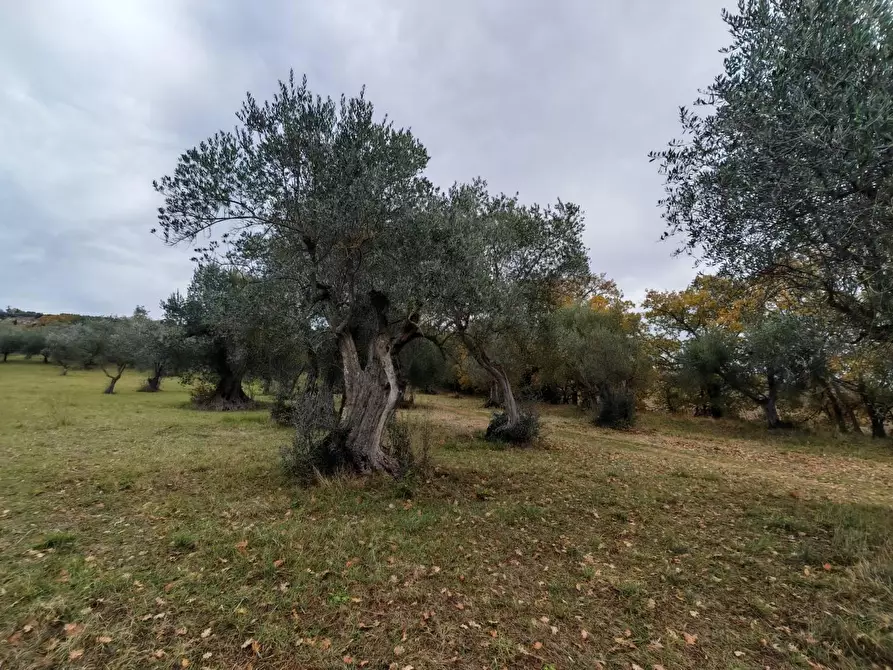 Immagine 17 di Rustico / casale in vendita  in VIA fonti a Pienza