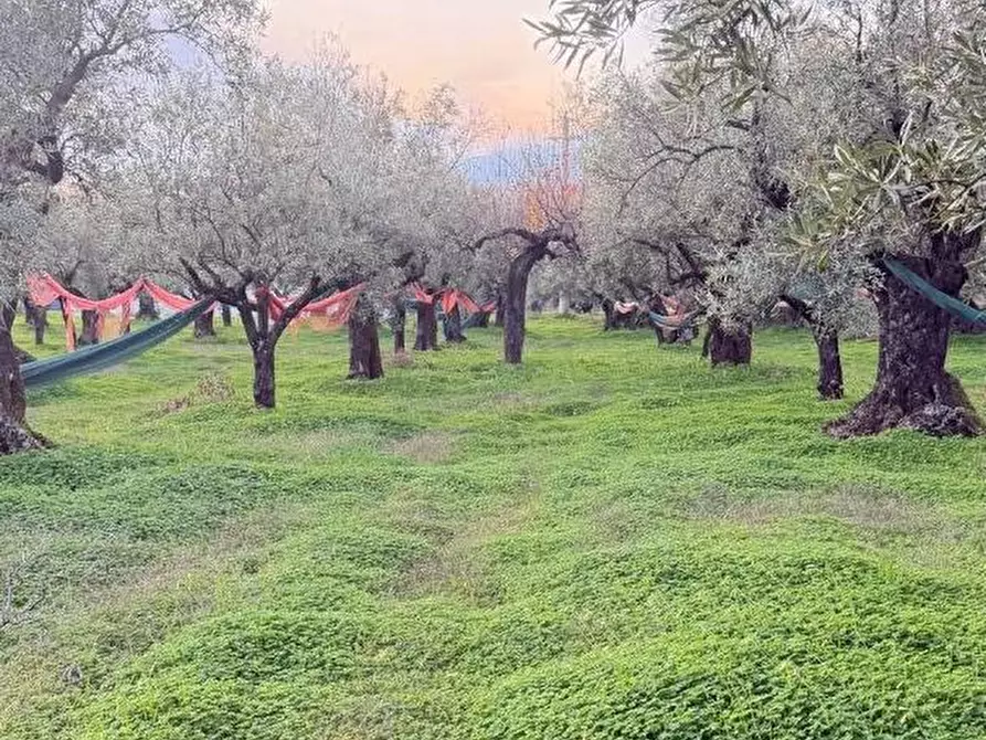 Immagine 2 di Terreno agricolo in vendita  in VIA dario leone a Lamezia Terme