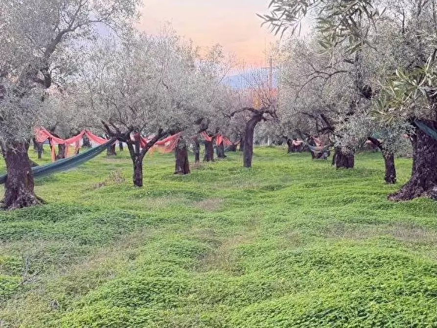 Immagine 3 di Terreno agricolo in vendita  in VIA dario leone a Lamezia Terme