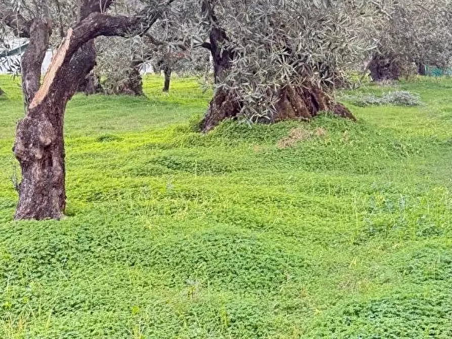 Immagine 4 di Terreno agricolo in vendita  in VIA dario leone a Lamezia Terme