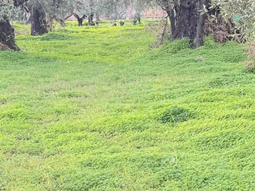 Immagine 1 di Terreno agricolo in vendita  in VIA dario leone a Lamezia Terme