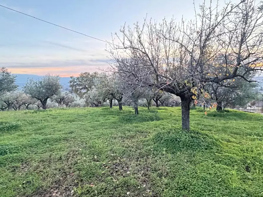 Immagine 2 di Terreno agricolo in vendita  in VIA dario leone a Lamezia Terme
