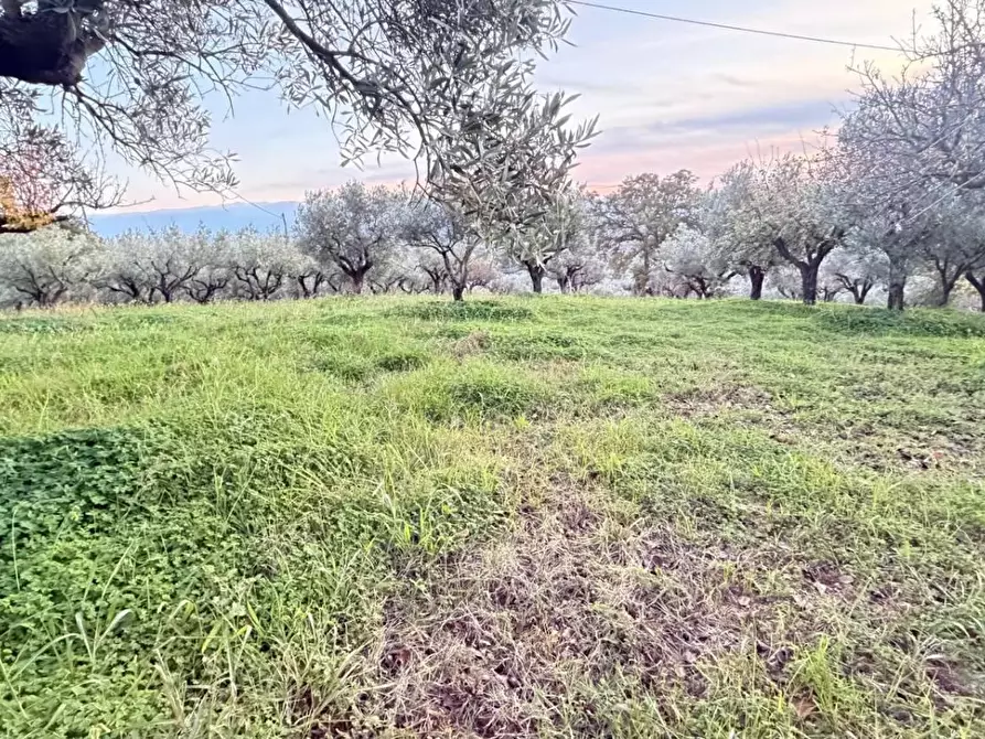 Immagine 4 di Terreno agricolo in vendita  in VIA dario leone a Lamezia Terme