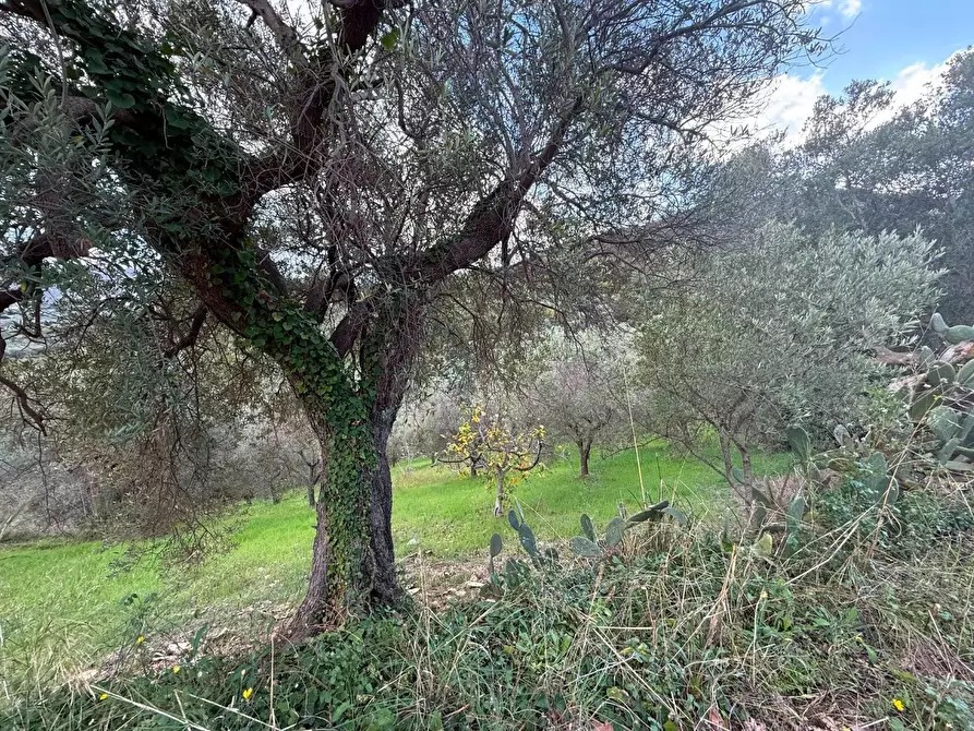 Immagine 7 di Terreno agricolo in vendita  in CONTRADA gelso 18 a Agropoli