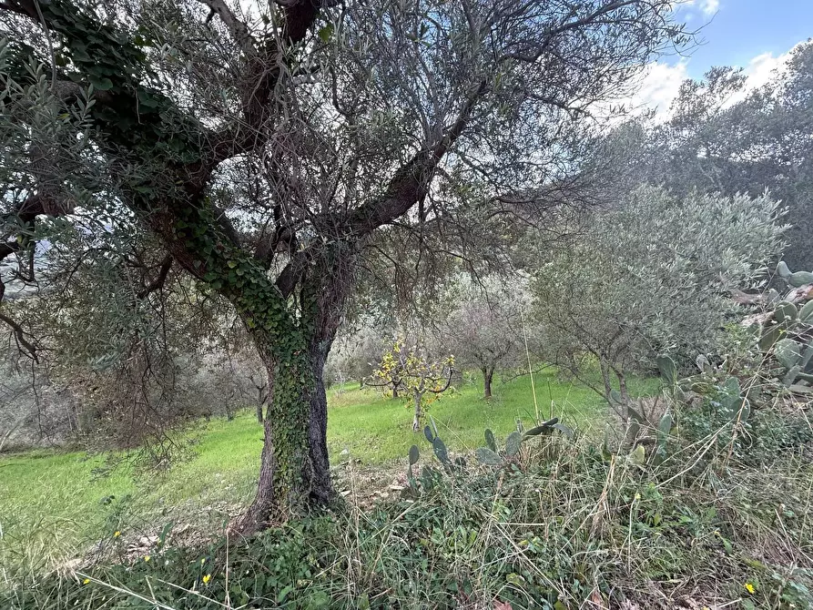 Immagine 1 di Terreno agricolo in vendita  in CONTRADA gelso 18 a Agropoli