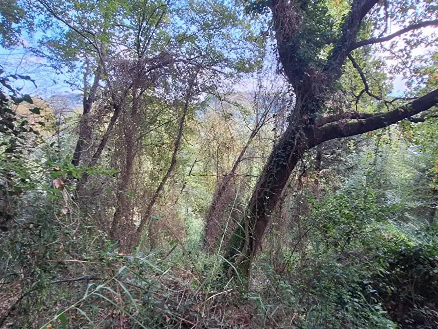 Immagine 15 di Terreno agricolo in vendita  in VIA mossa dei barberi 43 a Morlupo