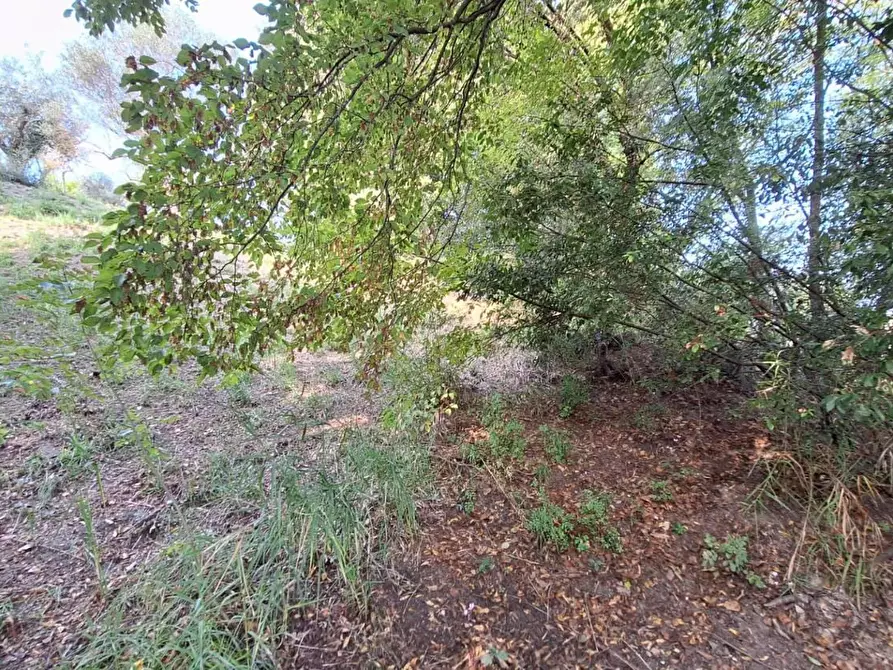 Immagine 16 di Terreno agricolo in vendita  in VIA mossa dei barberi 43 a Morlupo