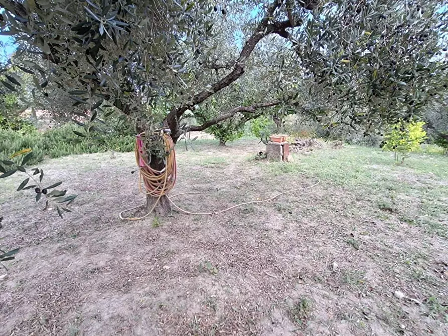 Immagine 3 di Terreno agricolo in vendita  in VIA mossa dei barberi 43 a Morlupo