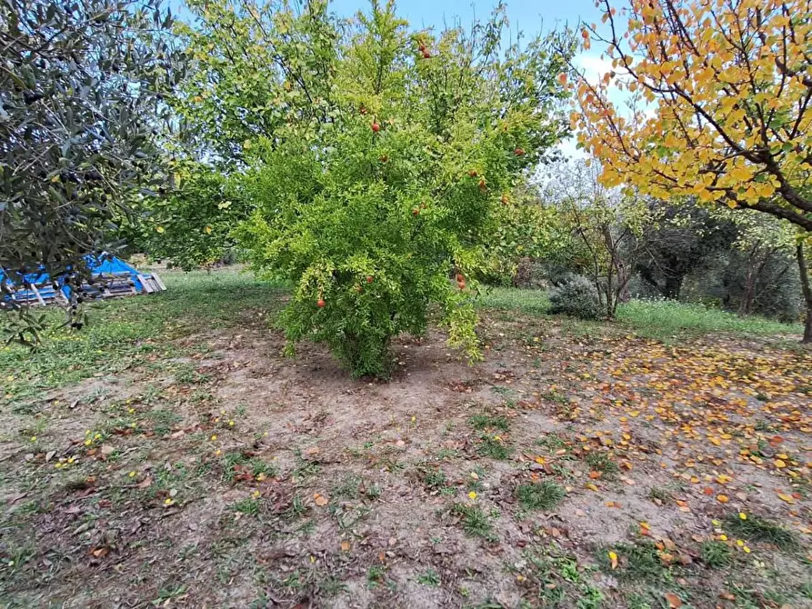 Immagine 7 di Terreno agricolo in vendita  in VIA mossa dei barberi 43 a Morlupo