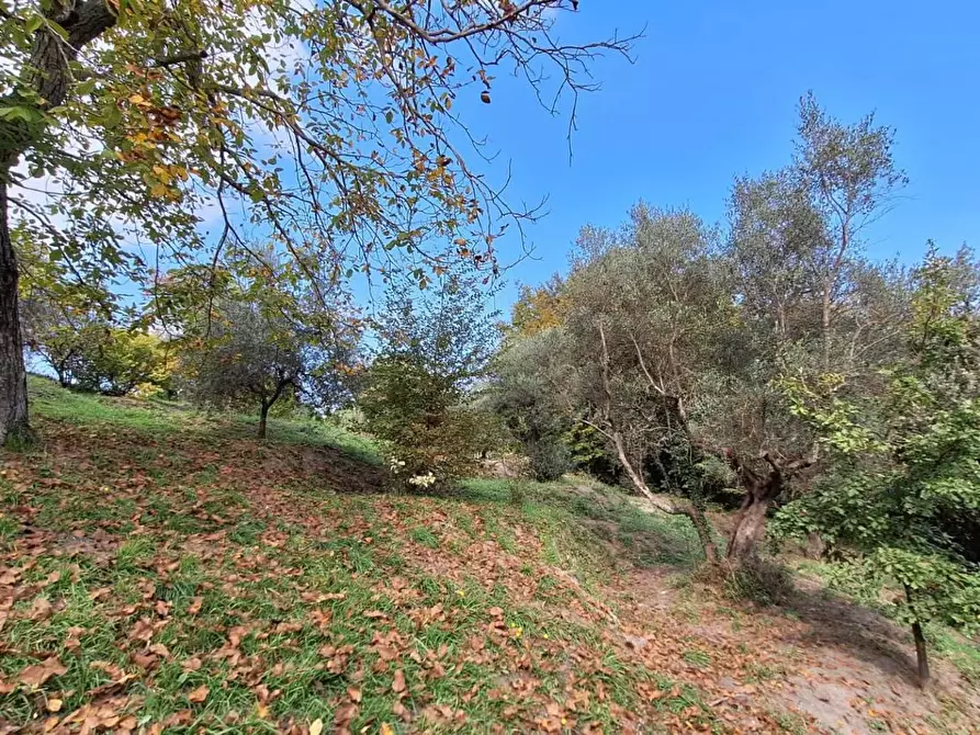 Immagine 9 di Terreno agricolo in vendita  in VIA mossa dei barberi 43 a Morlupo