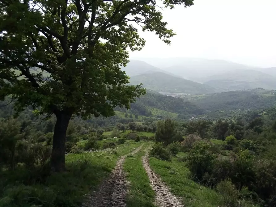 Immagine 1 di Azienda agricola in vendita  in STRADA ss 147 a Oriolo