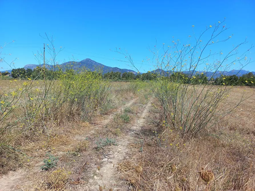 Immagine 2 di Terreno agricolo in vendita  in provinciale 0 a Villamassargia