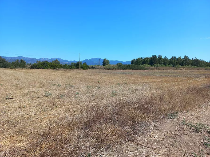 Immagine 3 di Terreno agricolo in vendita  in provinciale 0 a Villamassargia