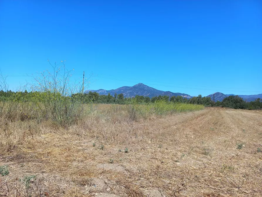 Immagine 4 di Terreno agricolo in vendita  in provinciale 0 a Villamassargia