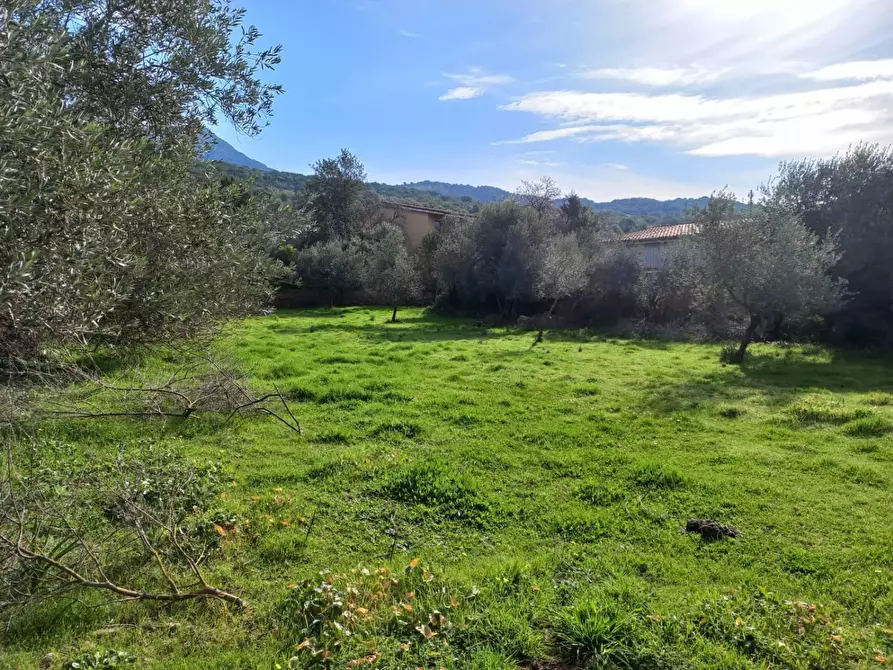 Immagine 7 di Terreno residenziale in vendita  in LOCALITA'is Pusceddus a Nuxis