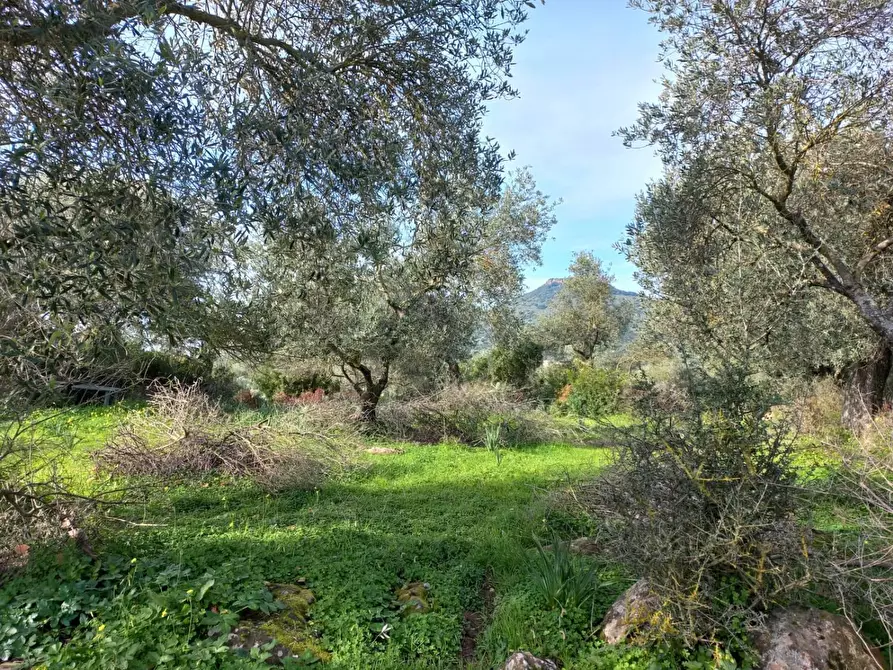 Immagine 6 di Terreno residenziale in vendita  in LOCALITA'is Pusceddus a Nuxis