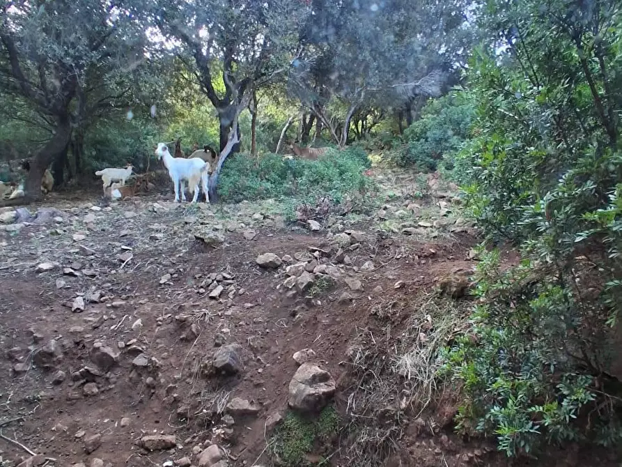 Immagine 7 di Terreno residenziale in vendita  in STRADA Provinciale 83 a Iglesias