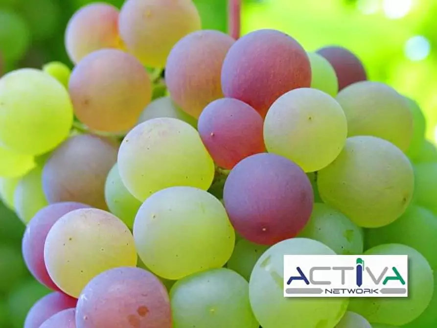 Immagine 2 di Attività commerciale in vendita  in VIA TORINO a Castiglione Torinese